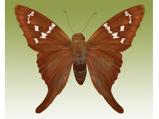 画蝴蝶-长尾弄蝶