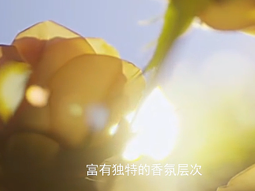 美加净-香氛手部身体乳