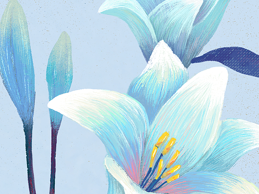 「插画练习」百合花