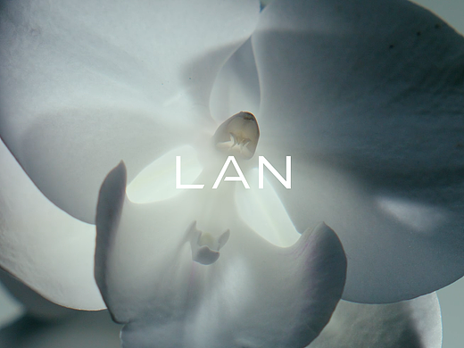 LAN | 时光兰花系列