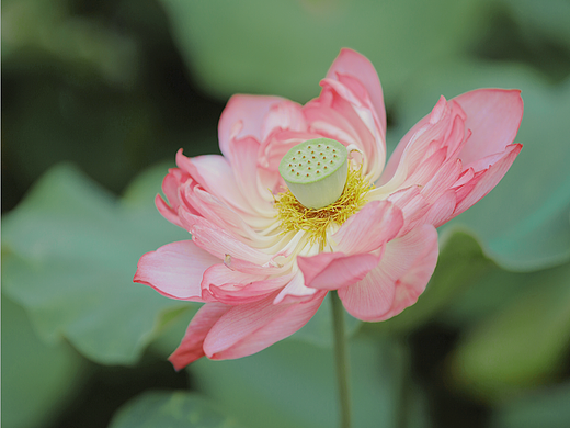 小荷才露尖尖角