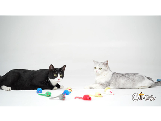 产品亚马逊宣传广告视频-宠物猫咪玩具｜NEONxStudio
