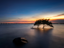 西灣紅樹林公園
