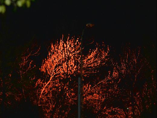 尼康D610第一次摄影