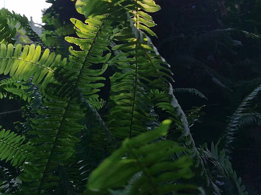 蕨（个人主页-ZNjI1NDg3NjQ=） - 风光摄影 - 站酷设计师Linzhengyi0707原创素材 - 站酷ZCOOL