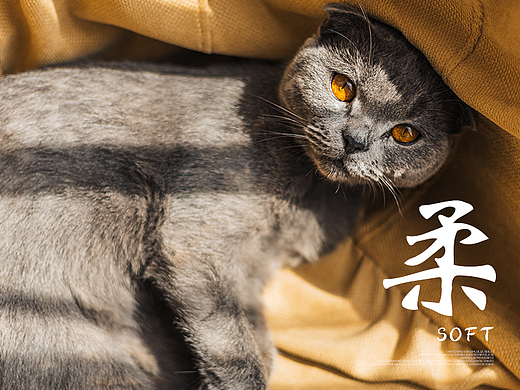 口罩详情（个人主页-ZNTg1NTM3NzY=） - 电商 - 站酷设计师查斯理德夫斯基原创素材 - 站酷ZCOOL