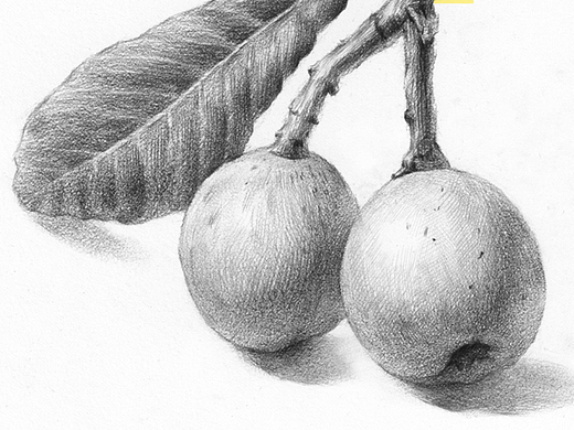 素描枇杷绘画步骤