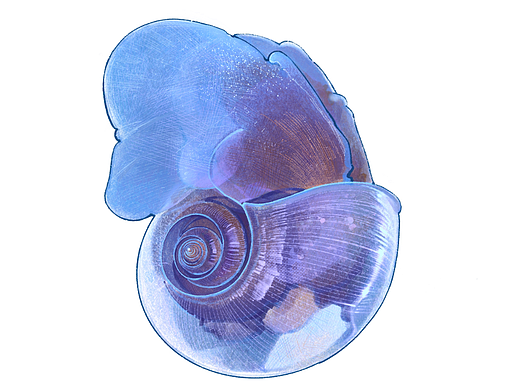 海洋生物图鉴