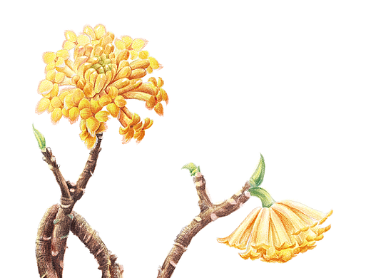 彩铅-花卉2（个人主页-ZNjM4MzY3NTI=） - 商业插画 - 站酷设计师_阿拂_原创素材 - 站酷ZCOOL