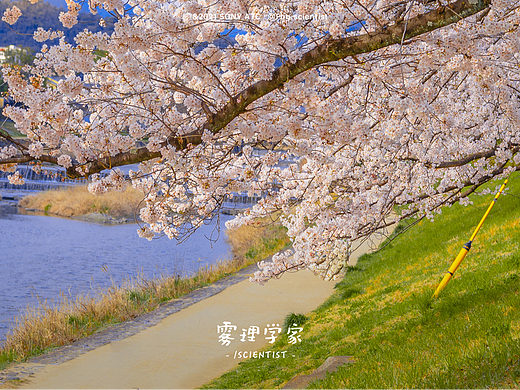 鸭川樱花季 | Photo | 雾里学家scientis | 18