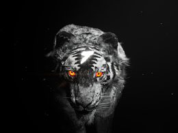 四足機(jī)器人概念宣傳片