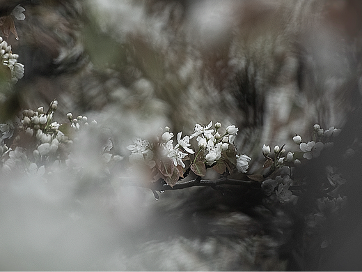 【繁花季】水墨梨花