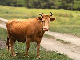 輝騰錫勒草原黃牛