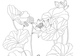 今天練習(xí)了一副荷葉蓮花圖