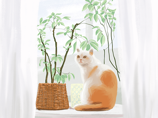 宠物手绘插画 - 【一只橘猫】