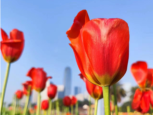 2023手机摄影·春季郁金香