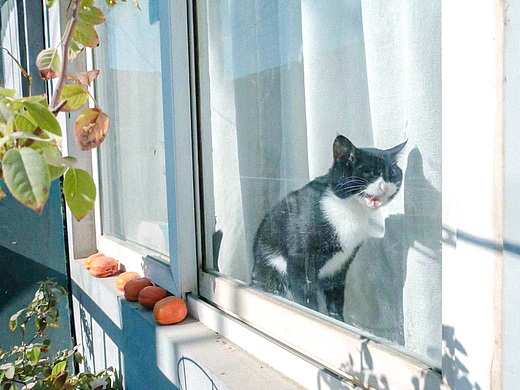 喵：還不來看我嗎！（個人主頁-ZNjcwNTIyMzI=） - 人文/紀實攝影 - 站酷設(shè)計師甜辣小櫻桃原創(chuàng)素材 - 站酷ZCOOL