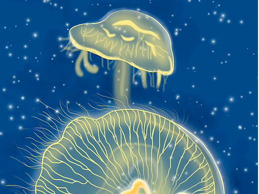 水母（个人主页-ZNjE0MzE0NjA=） - 商业插画 - 站酷设计师世丹原创素材 - 站酷ZCOOL