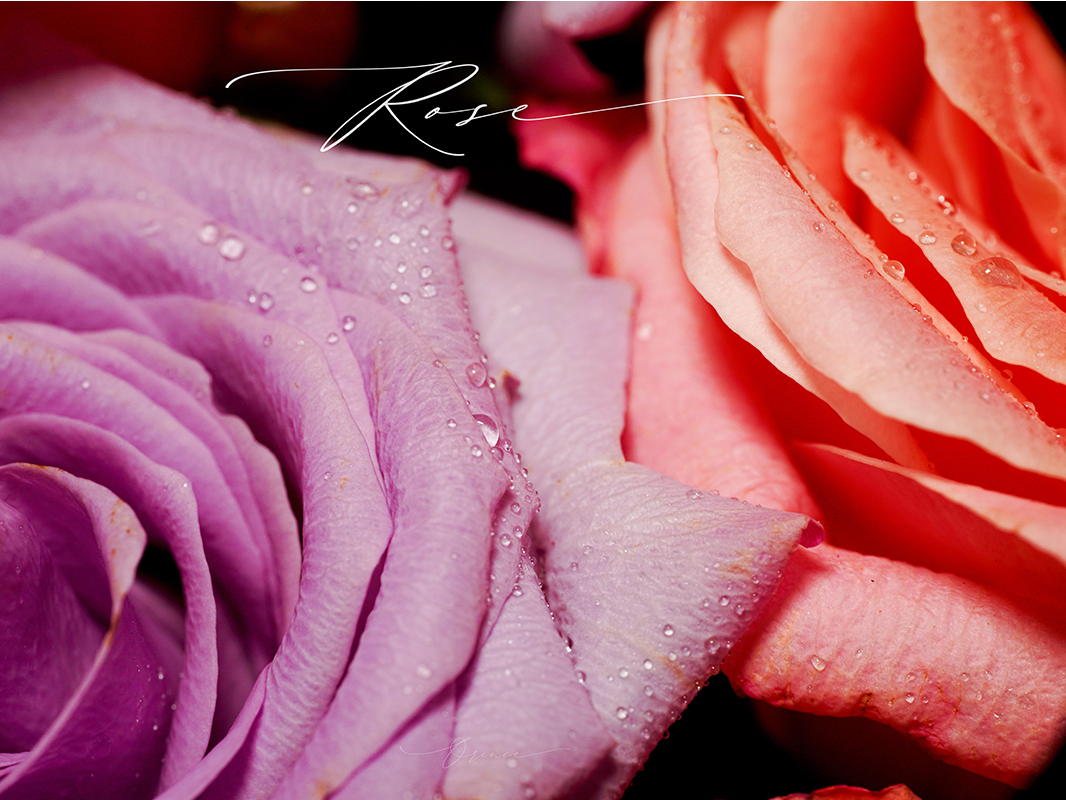 How I Met Your Mother La Vie En Rose Episode 玫瑰(La Vie en Rose)朱小姐+海洋之歌_拾光者Orince-站酷ZCOOL