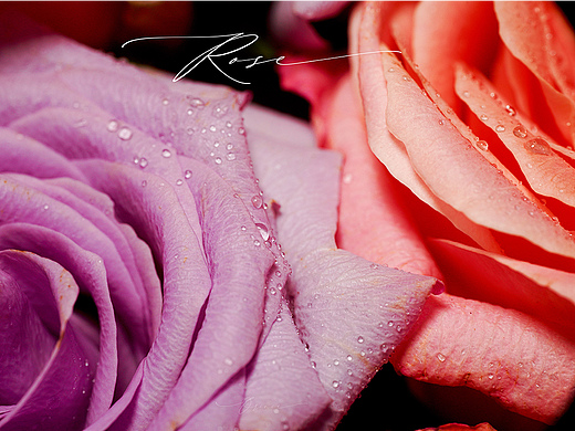 玫瑰（La Vie en Rose）朱小姐+海洋之歌（個人主頁-ZNjQ5MTI3Njg=） - 時尚/藝術(shù)攝影 - 站酷設(shè)計師拾光者Orince原創(chuàng)素材 - 站酷ZCOOL