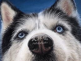 粉彩画《哈士奇——蓝宝》