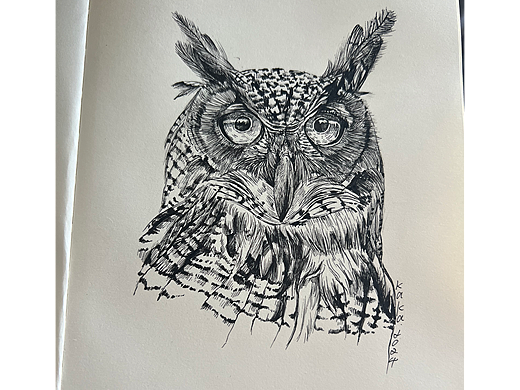 猫头鹰绘画