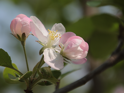 繁花1