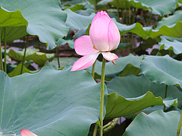 洪湖-荷花