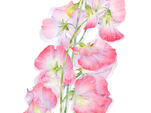 水彩花卉合集