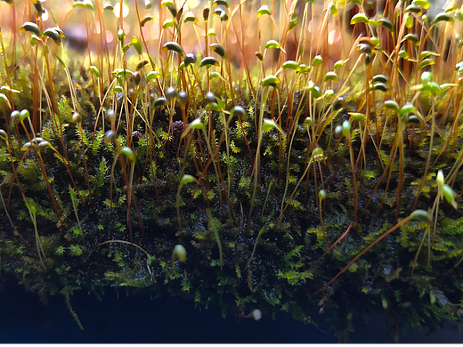 灵动的小苔藓Ⅰ