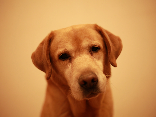 金毛拉布拉多分不清