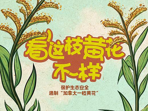 保护生态安全,遏制“加拿大一枝黄花”