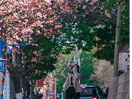 昆明圆通山樱花