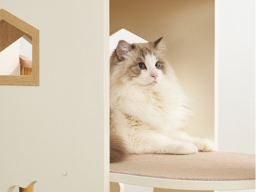「宠物用品」猫爬架拍摄