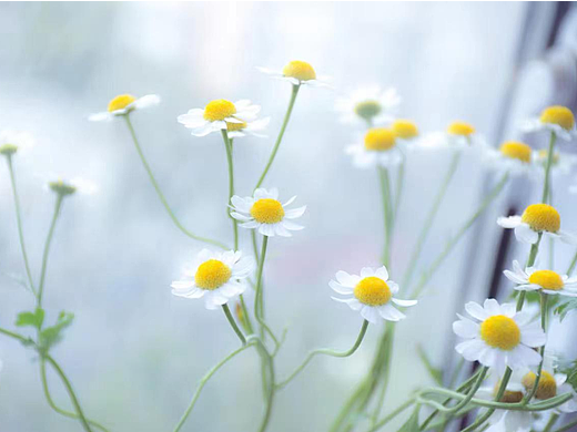 小雏菊（个人主页-ZNjU2Mjk4ODg=） - 风光摄影 - 站酷设计师薛程ron原创素材 - 站酷ZCOOL