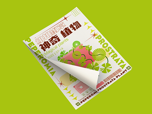 神奇植物-纽扣椒草