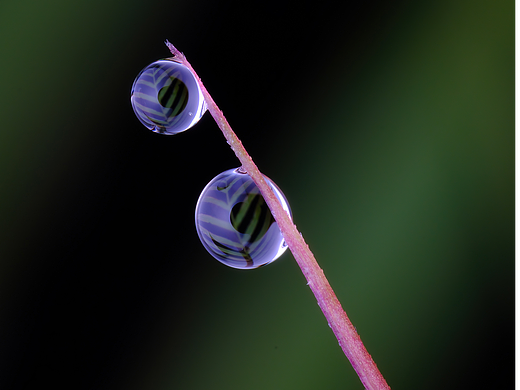 瓜哥微距-虫虫季节来了（个人主页-ZNjUwMTM1NDg=） - 其他摄影 - 站酷设计师瓜哥微距摄影原创素材 - 站酷ZCOOL