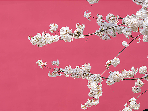 千叶桃花胜百花