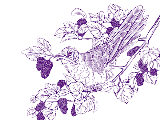 宝桑园桑果汁包装插画