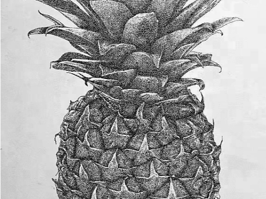菠萝插画