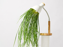 植物