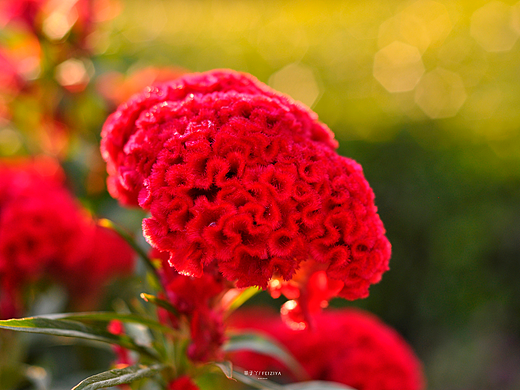 广州.云台花园#拍摄