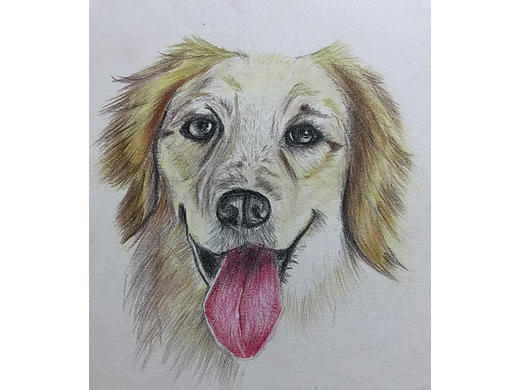 金毛彩铅画