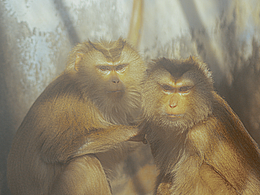 森林動(dòng)物園