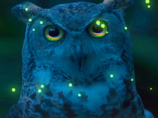 因光而美、因光而艳 森林之光