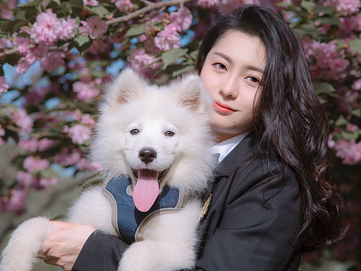 樱花和JK&萨摩耶不耶