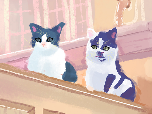 貓貓--沒(méi)有對(duì)比就沒(méi)有傷害