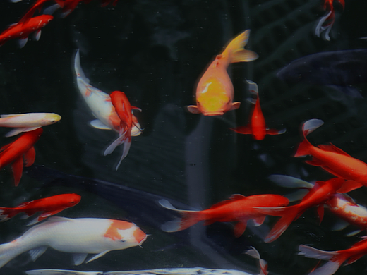 从龙井村到九溪十八涧