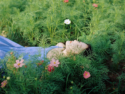 埋进花海