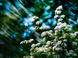 梦幻花卉摄影
